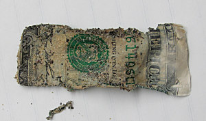 Fig. 6 Section of one dollar bill buried in sand filled jar for 33 months.