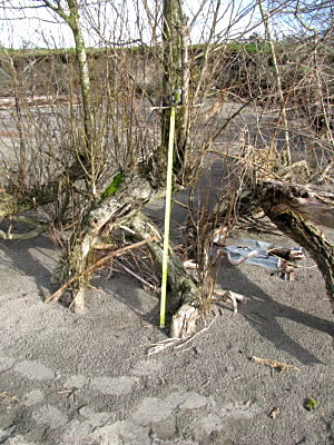Fig. 2 Exposed roots due to erosion. Bark growing on the roots suggests that they have been exposed for an extended period of time.