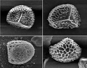 Fig. 1 Lycopodium clavatum spores from the tie samples. Lower left image shows titainum/silica powder on spores. (Size = 35 microns)