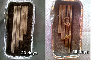 Fig. 4 Rubber bands buried under 1 inch of sand in a backyard in Portland.