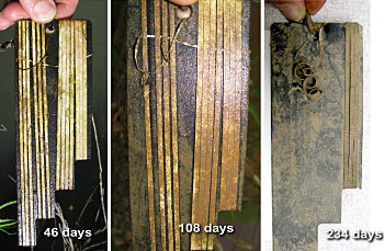 Fig. 2  Rubber band degredation over months in a fresh water river in Arizona.
